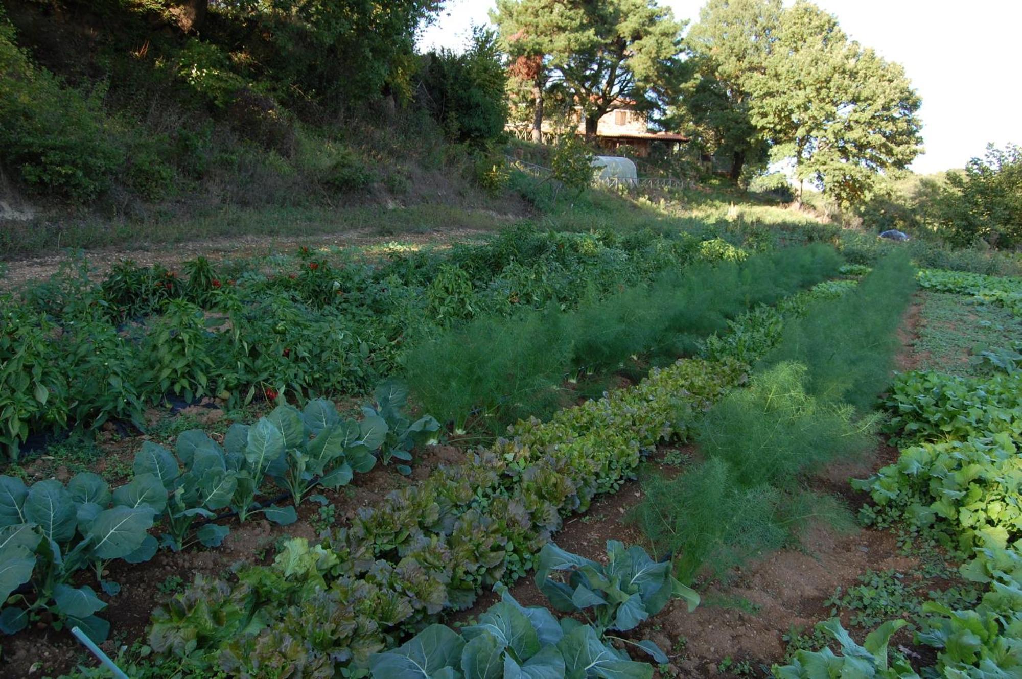 Bio Agriturismo Aia Del Tufo Sorano  Exteriör bild